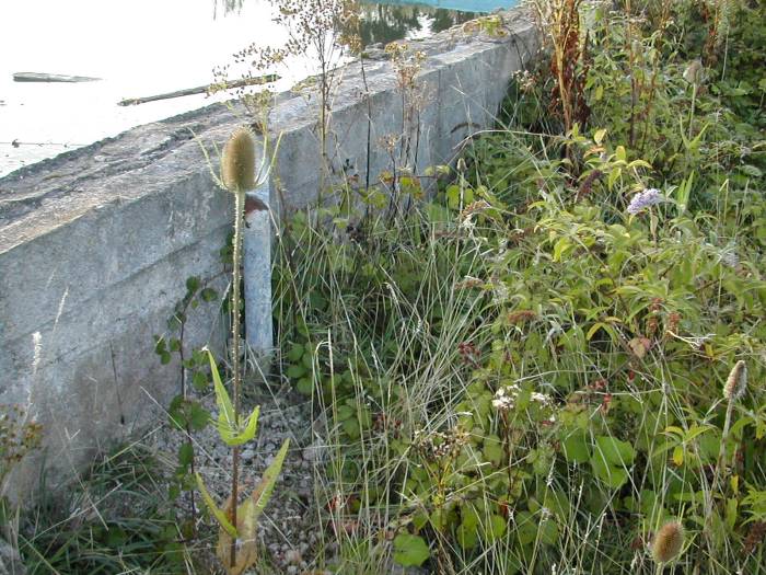 Remains of Filey Camp, September 2008