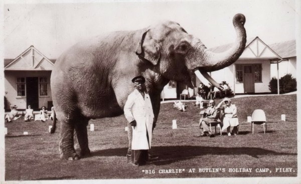 Charlie the Elephant