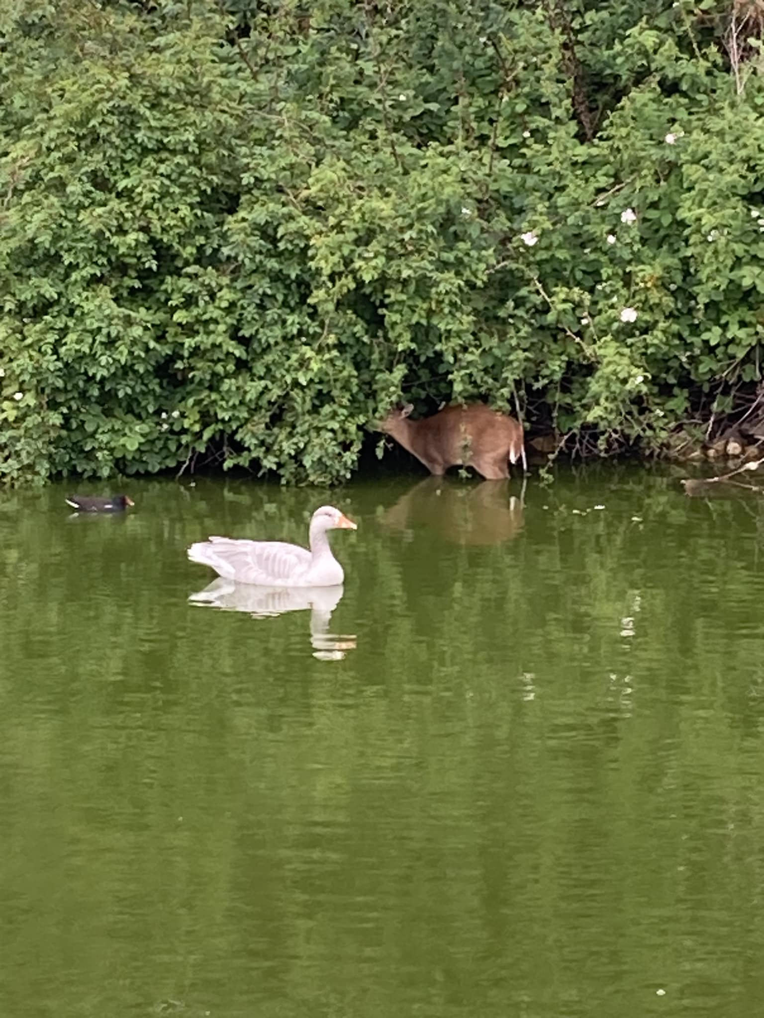 Deer Pond
