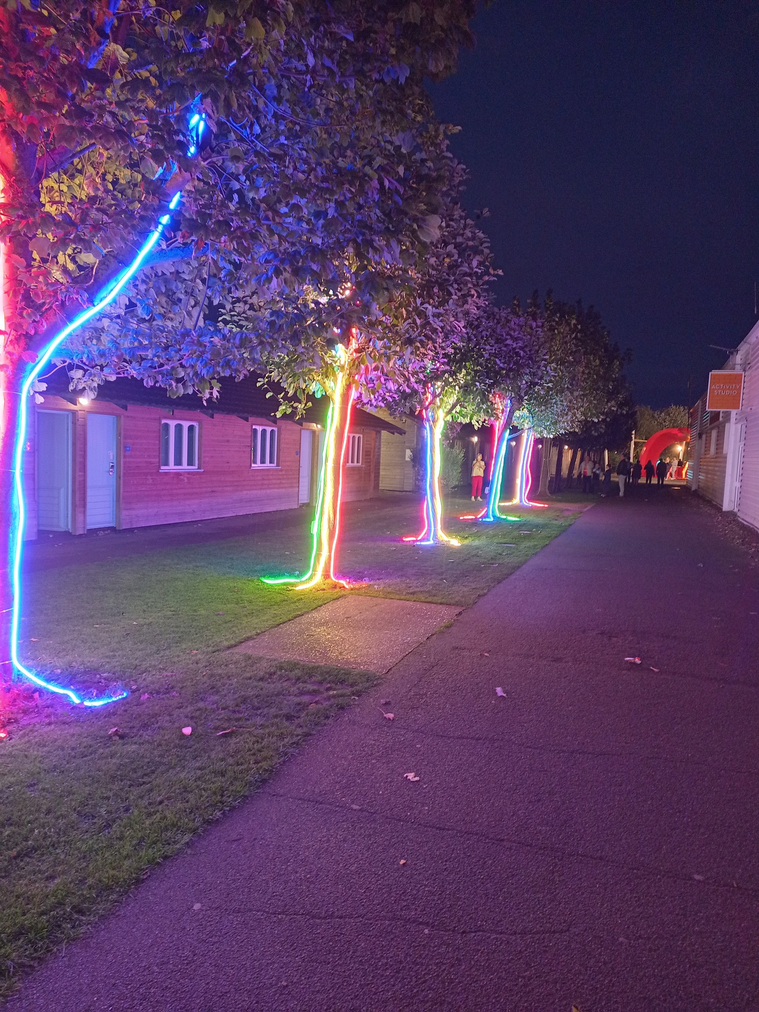 Illuminated Trees