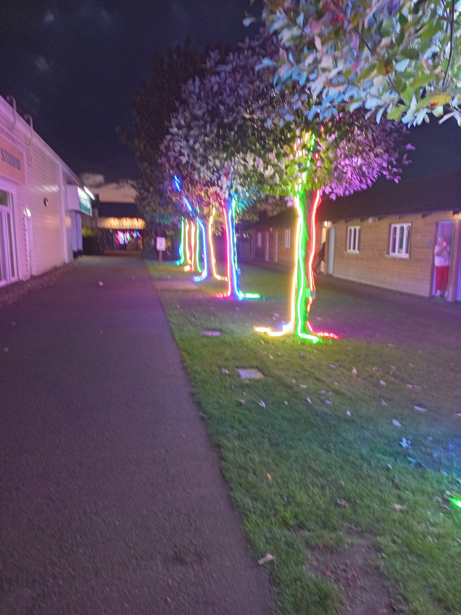 Illuminated Trees