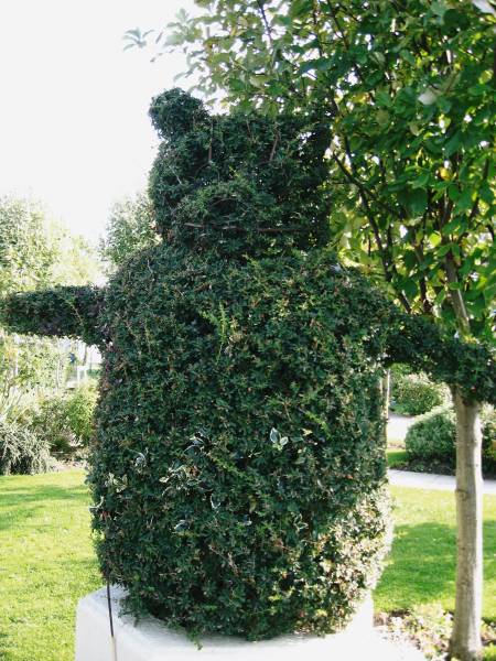 Billy Bear Hedges