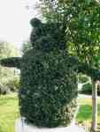 Billy Bear Hedge